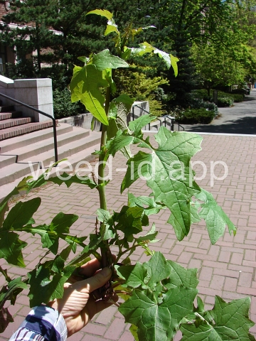 lettuce, wall